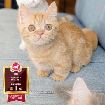 ミヌエット(短足)【埼玉県・男の子・2025年6月16日・レッドタビー（短毛）】の写真「短足♡お目々ぱっちり人が大好きな超甘えっ子男子💕」