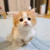 ミヌエット(短足)