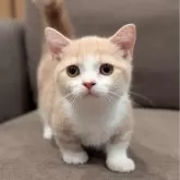 ミヌエット(短足)