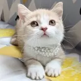 ミヌエット(長足)