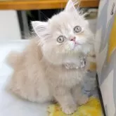 ミヌエット(長足)