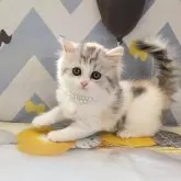 ミヌエット(長足)【埼玉県・女の子・2024年12月24日・ダイリュートキャリコ】の写真1