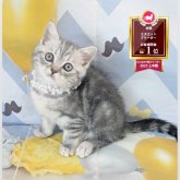 マンチカン(長足)