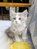 ミヌエット(長足)