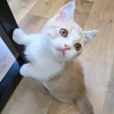 ミヌエット(短足)