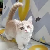 ミヌエット(短足)