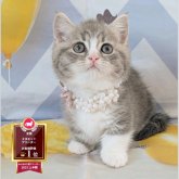 マンチカン(短足)