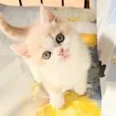 ミヌエット(長足)