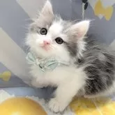 ミヌエット(長足)