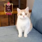 ミヌエット(長足)