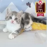 マンチカン(短足)