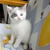 マンチカン(長足)