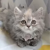 ミヌエット(短足)【埼玉県・女の子・2025年4月23日・ブルークリーム】の写真1