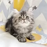 ミヌエット(長足)【埼玉県・女の子・2025年7月5日・ブラウンタビー】の写真8