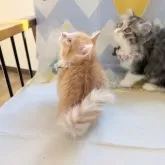 ミヌエット(短足)【埼玉県・男の子・2024年11月19日・レッドタビーホワイト】の写真3