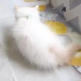 ミヌエット(短足)【埼玉県・男の子・2024年11月16日・クリームポイント】の写真4