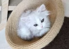 ミヌエット(短足)【埼玉県・男の子・2025年2月28日・シルバータビー】の写真6