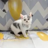 マンチカン(長足)【埼玉県・男の子・2025年5月19日・ブルーホワイト】の写真8