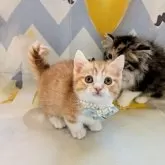 ミヌエット(短足)【埼玉県・男の子・2024年11月19日・レッドタビーホワイト】の写真4