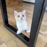 ミヌエット(短足)【埼玉県・女の子・2025年2月12日・クリームタビーホワイト】の写真5