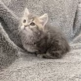 ミヌエット(短足)【埼玉県・男の子・2024年10月11日・ブルータビー】の写真8