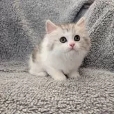 ミヌエット(長足)【埼玉県・女の子・2024年12月24日・ダイリュートキャリコ】の写真7