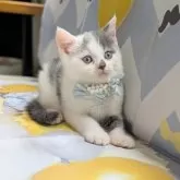 マンチカン(長足)【埼玉県・男の子・2025年5月19日・ブルーホワイト】の写真6