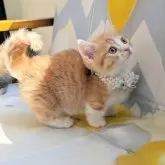 ミヌエット(短足)【埼玉県・男の子・2024年11月19日・レッドタビーホワイト】の写真5