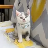 マンチカン(長足)【埼玉県・男の子・2025年5月19日・ブルーホワイト】の写真3