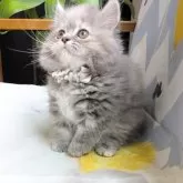 ミヌエット(短足)【埼玉県・女の子・2025年4月23日・ブルークリーム】の写真5