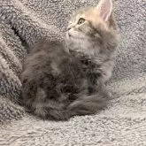 ミヌエット(短足)【埼玉県・男の子・2024年10月11日・ブルータビー】の写真9