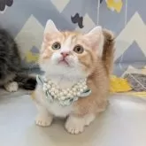 ミヌエット(短足)【埼玉県・男の子・2024年11月19日・レッドタビーホワイト】の写真7