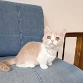 ミヌエット(短足)【埼玉県・女の子・2025年2月12日・クリームタビーホワイト】の写真10