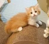 ミヌエット(短足)【埼玉県・男の子・2025年7月29日・レッドタビーホワイトのハチワレ】の写真11