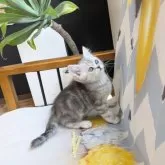 ミヌエット(長足)【埼玉県・男の子・2024年12月24日・シルバータビー】の写真10