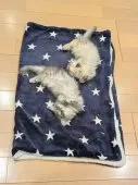 ミヌエット(短足)【埼玉県・女の子・2024年10月20日・ブルータビー(ブルークリーム)】の写真9