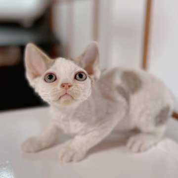 デボンレックス【奈良県・男の子・2024年2月23日・ブラウンタビー&ホワイト】の写真「とても人懐こい子です」