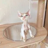 デボンレックス【奈良県・男の子・2023年7月28日・ホワイト&クリーム】の写真1