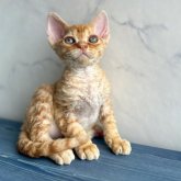 デボンレックス