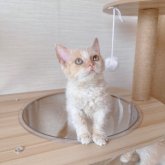 セルカークレックス
