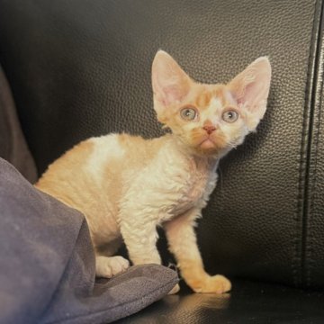 デボンレックス【奈良県・女の子・2025年10月17日・レッド&ホワイト】の写真「将来は美人さんになりますよ🩷」