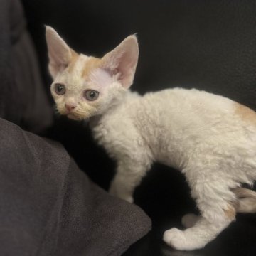 デボンレックス【奈良県・女の子・2025年10月17日・レッド&ホワイト】の写真「とても人懐こい子です✨」