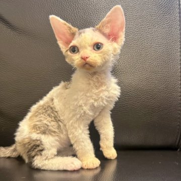 デボンレックス【奈良県・男の子・2025年10月17日・ブルーダービーホワイト】の写真「輪郭がはっきりしてて、男前です❣️」