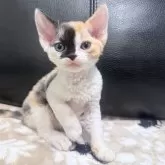 デボンレックス
