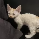 デボンレックス