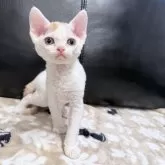 デボンレックス