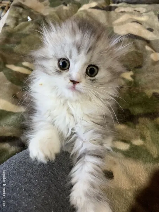 ID:2203-01452の子猫