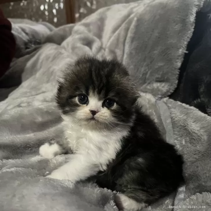 ささ 様のお迎えした子猫
