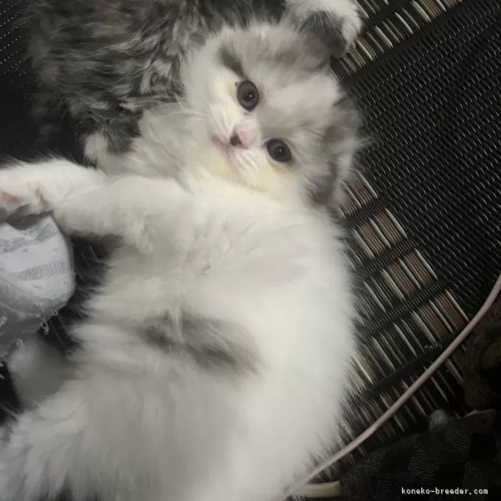 M.M 様のお迎えした子猫