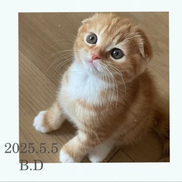 スコティッシュフォールド(折れ耳)【滋賀県・女の子・2025年5月5日・レッドタビー&ホワイト（綺麗な模様のショートヘア）】の写真「めちゃくちゃ綺麗な柄のシットリさん♡」